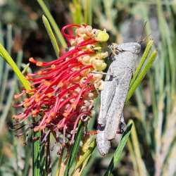 ?coccinea ?tetragonoloba